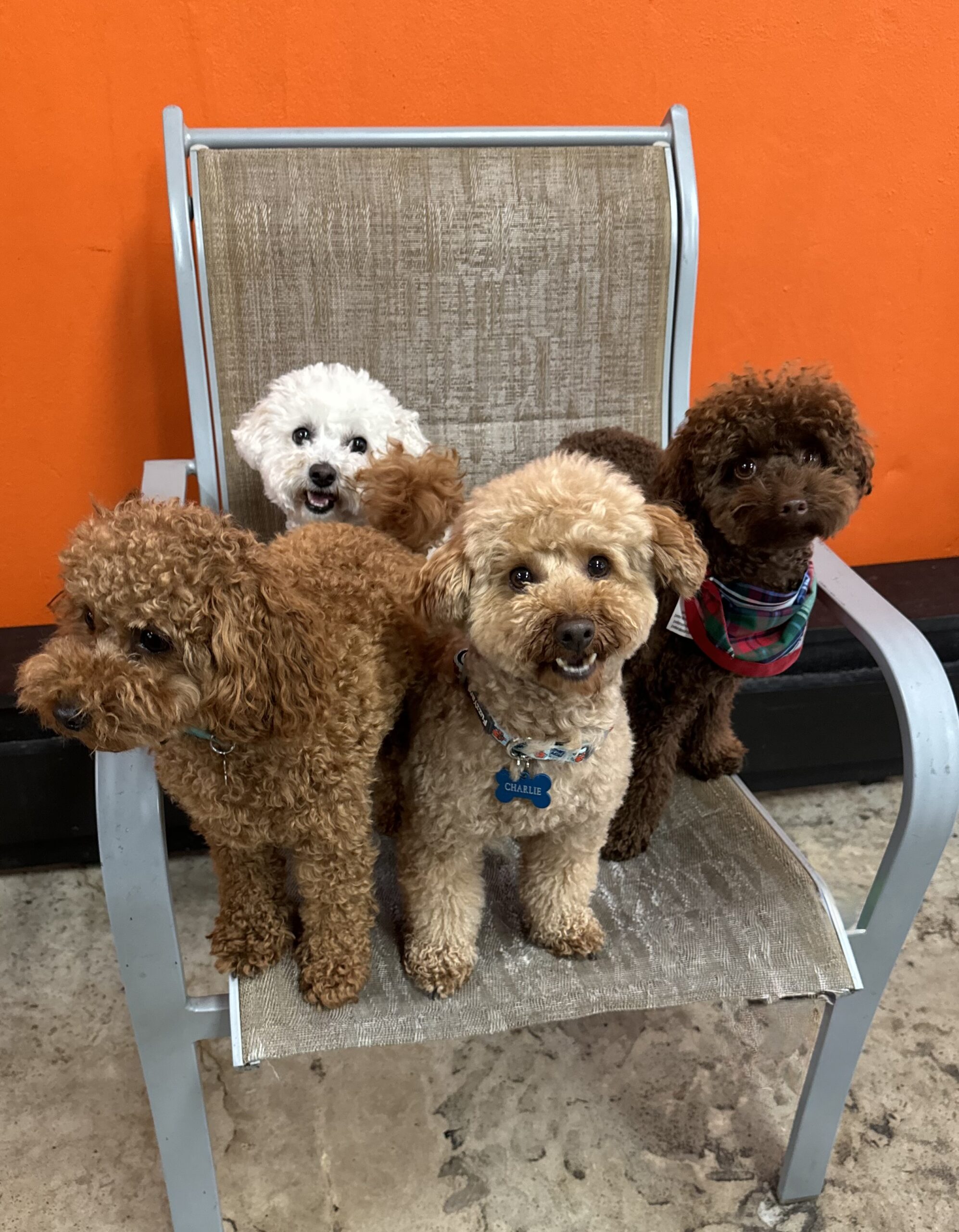 Dog Boarding 